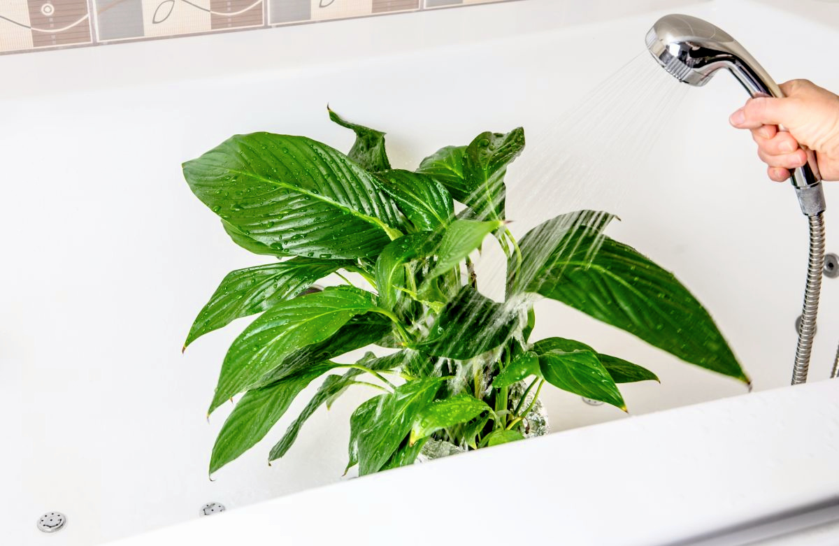Give Your Plants a Shower