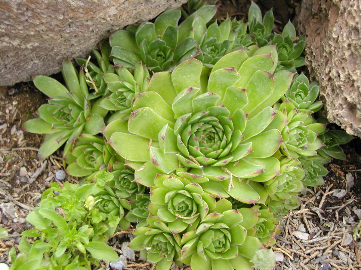 Hens-and-Chicks 