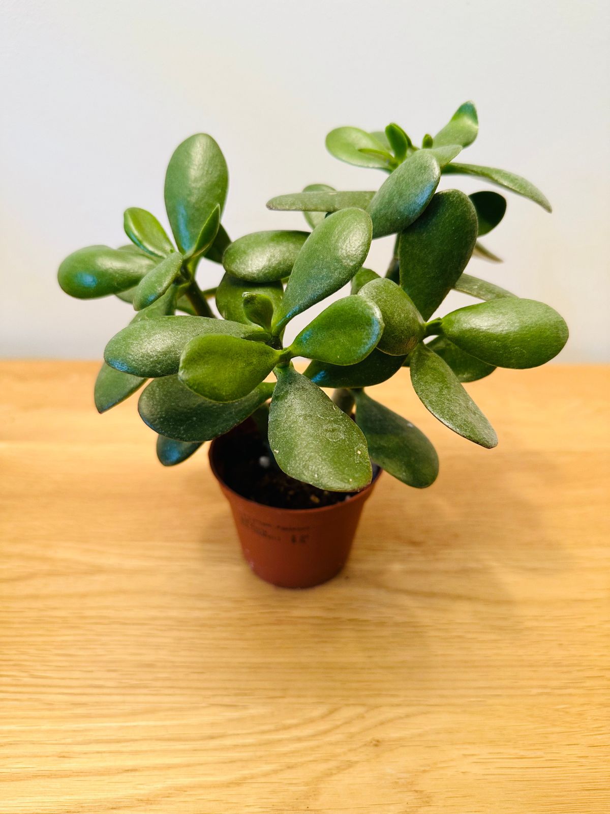  Jade Plant 
