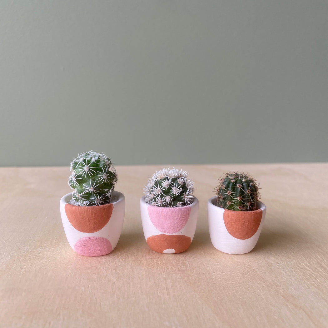 Small Cacti