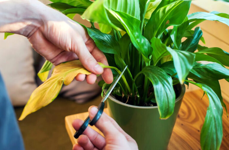 20-surprising-plant-growth-hacks