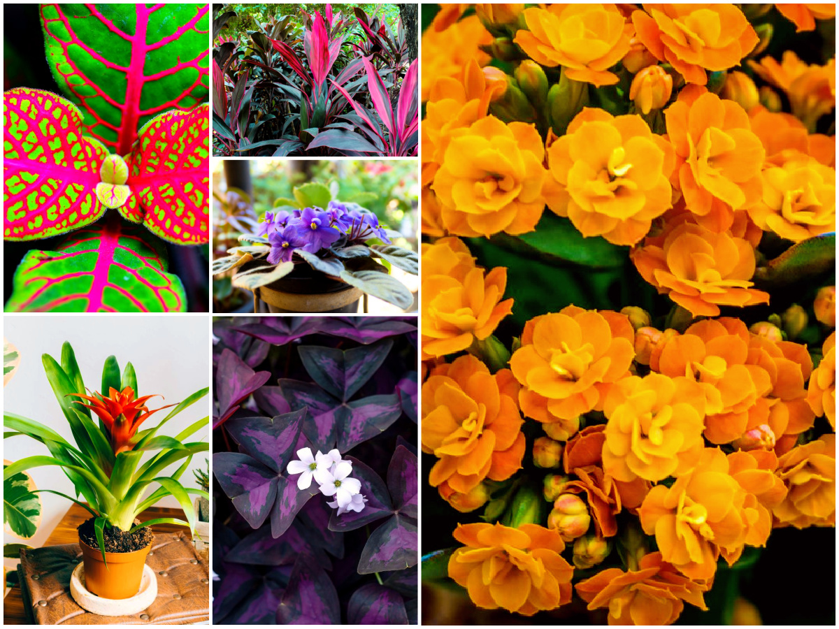 18 Most Colorful Houseplants to Brighten Your Space