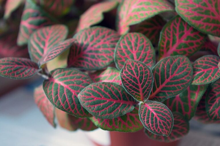 20 Non-Toxic Houseplants That Are Pet-Friendly