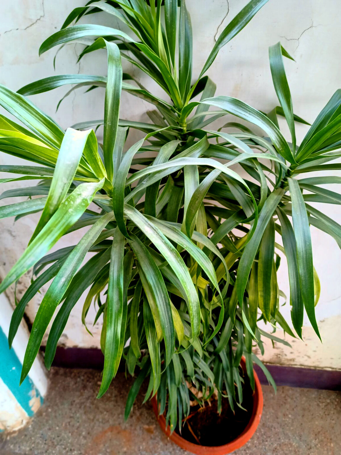 20 Hard to Kill Houseplants