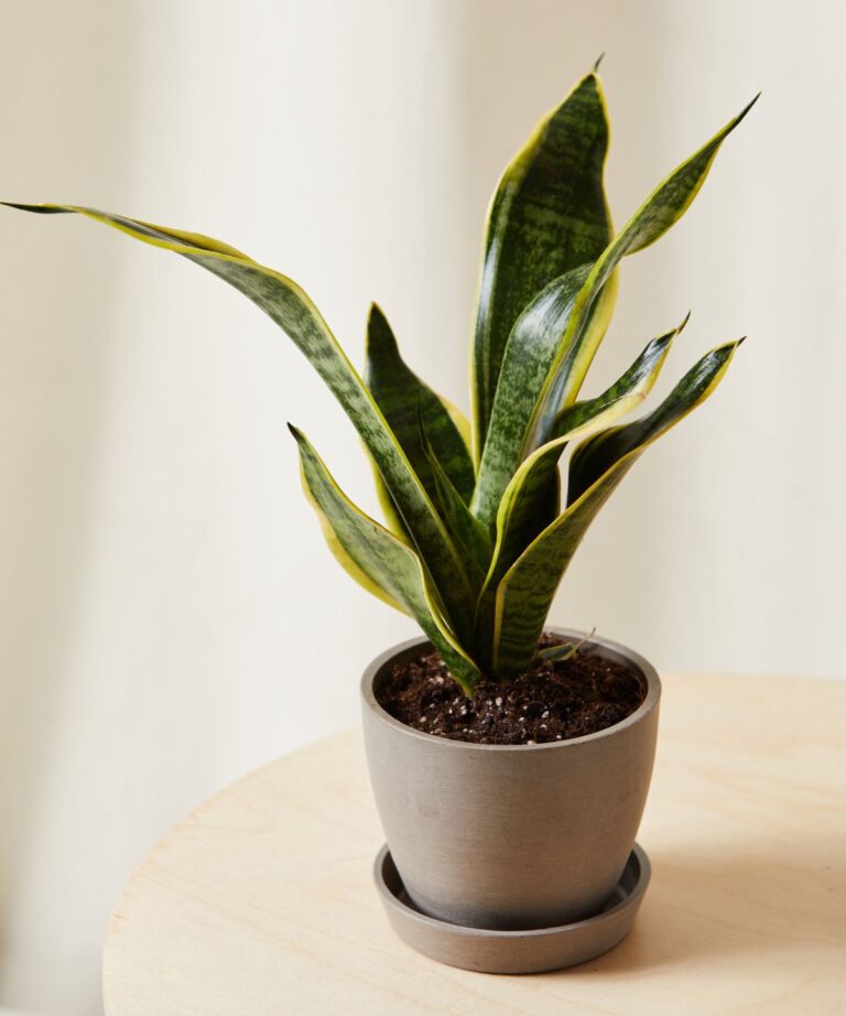 16 Bright Indirect Light Houseplants