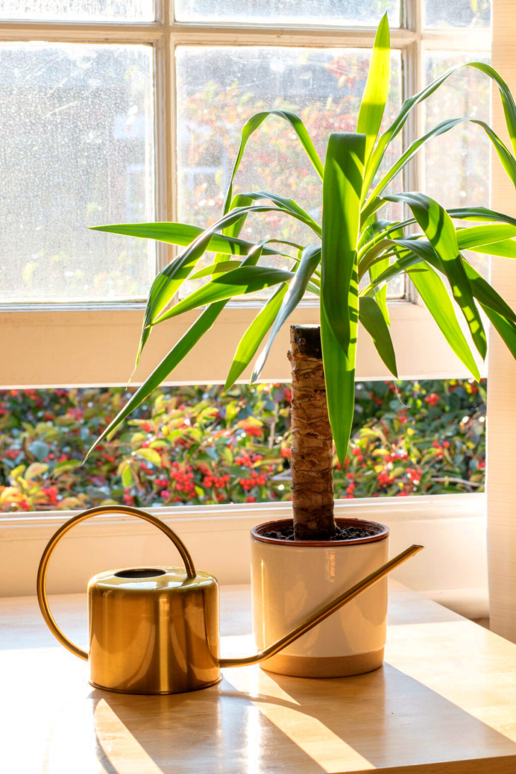 20 Hard to Kill Houseplants