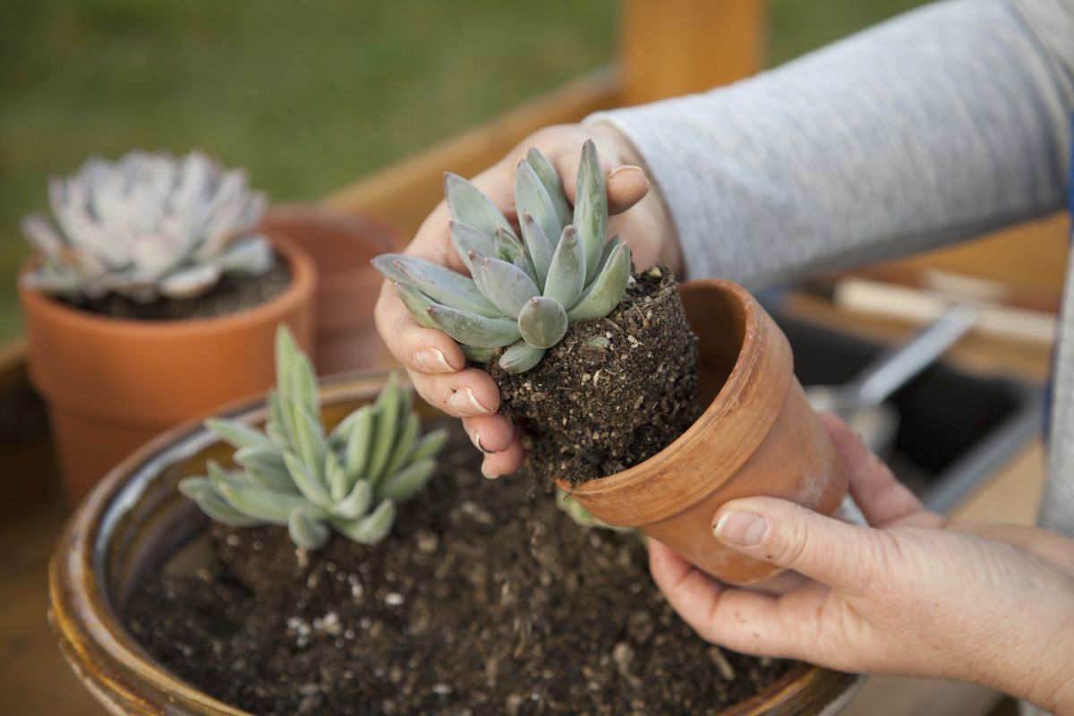 Upgrade Your Succulent Pot as it Grows