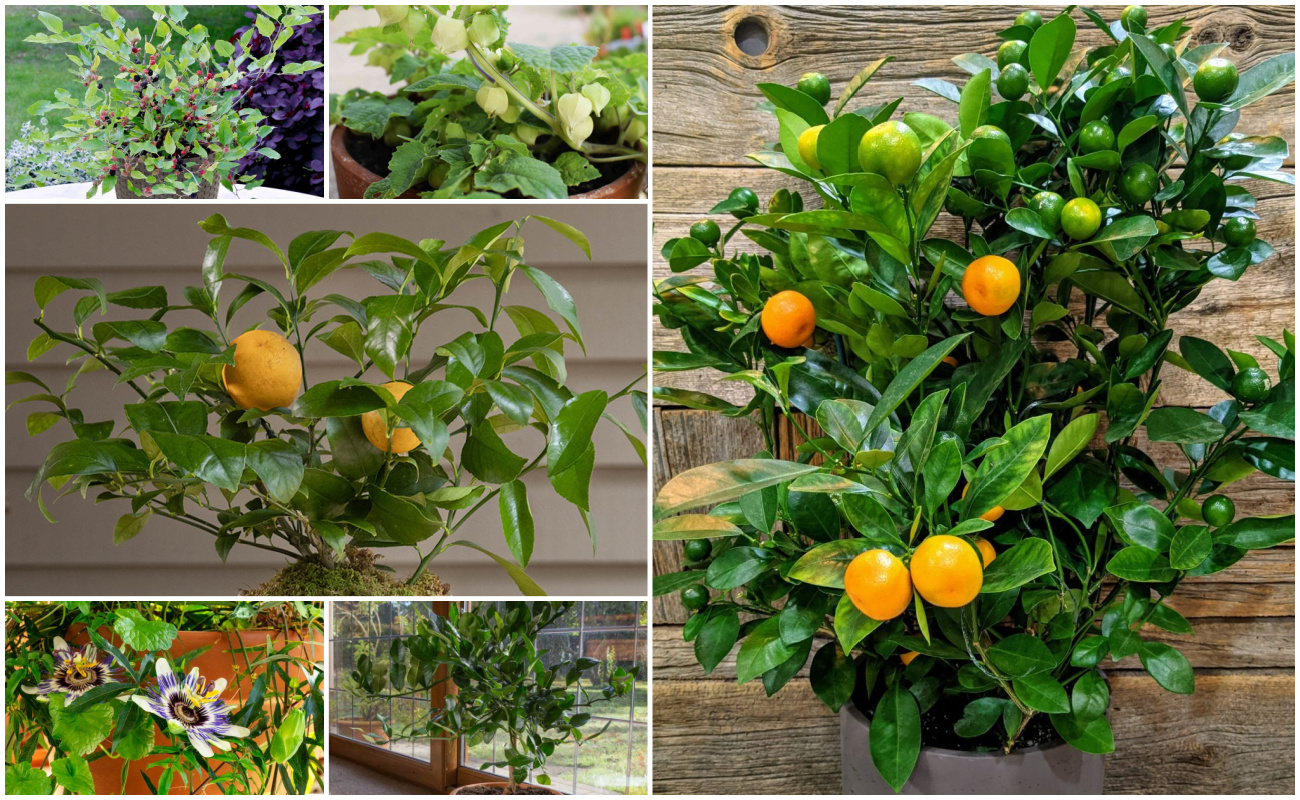 Caring For The Devil s Backbone Plant Caring For The Devil s Backbone Plant