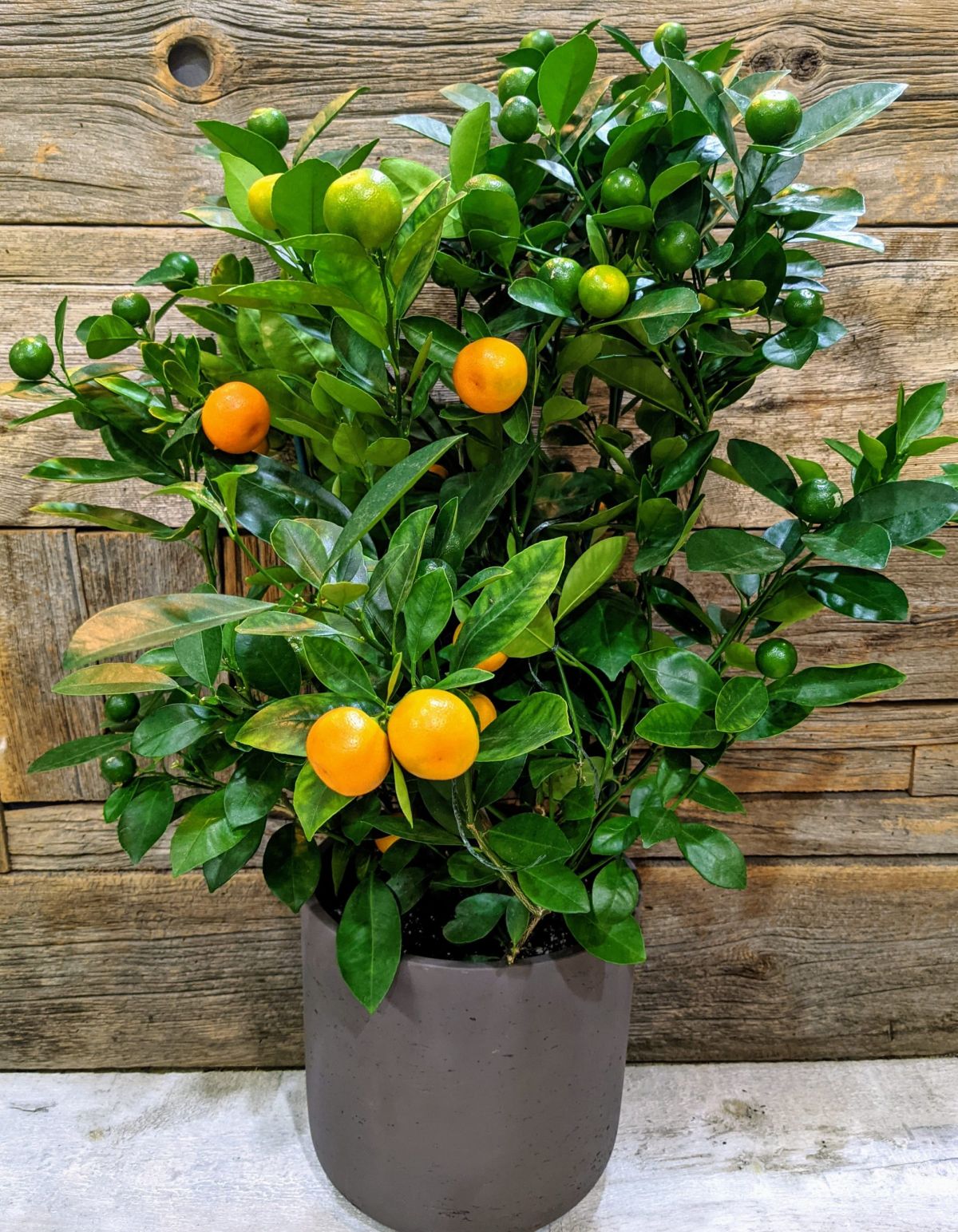 Calamondin Orange Trees