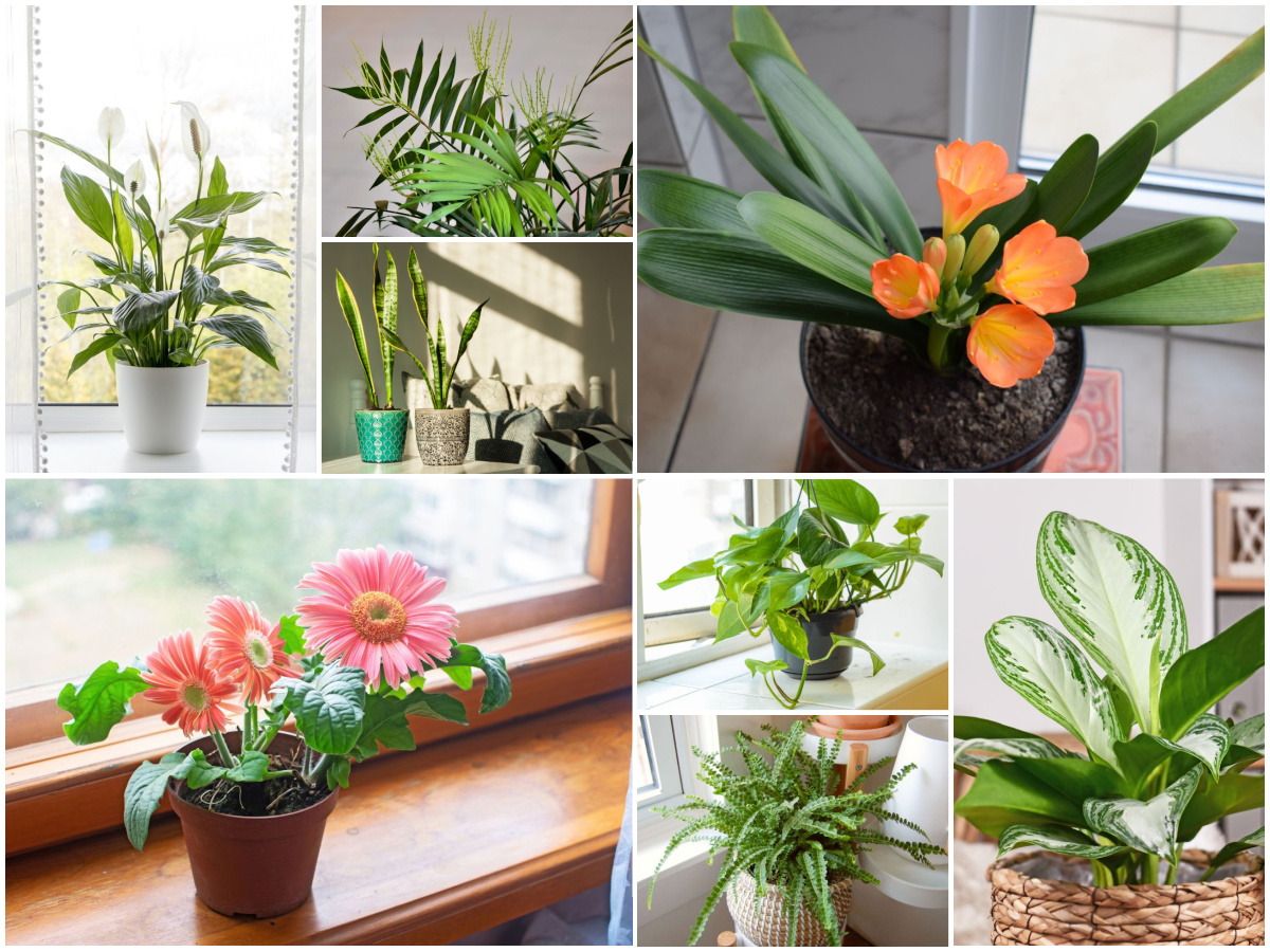 16 Air Purifying Plants to Make Your Home Healthier