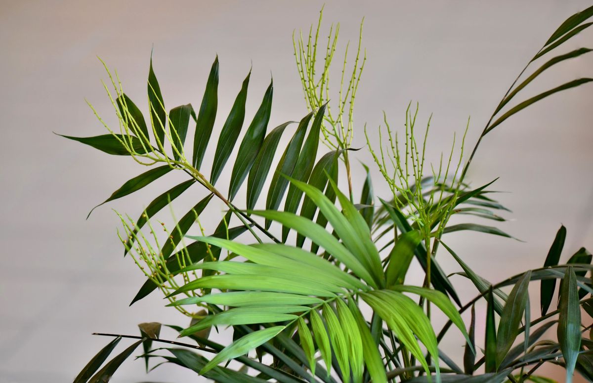 Grow a Big and Beautiful Bamboo Palm