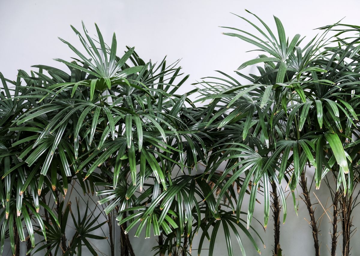 Grow Your Own Broadleaf Lady Palm Indoors