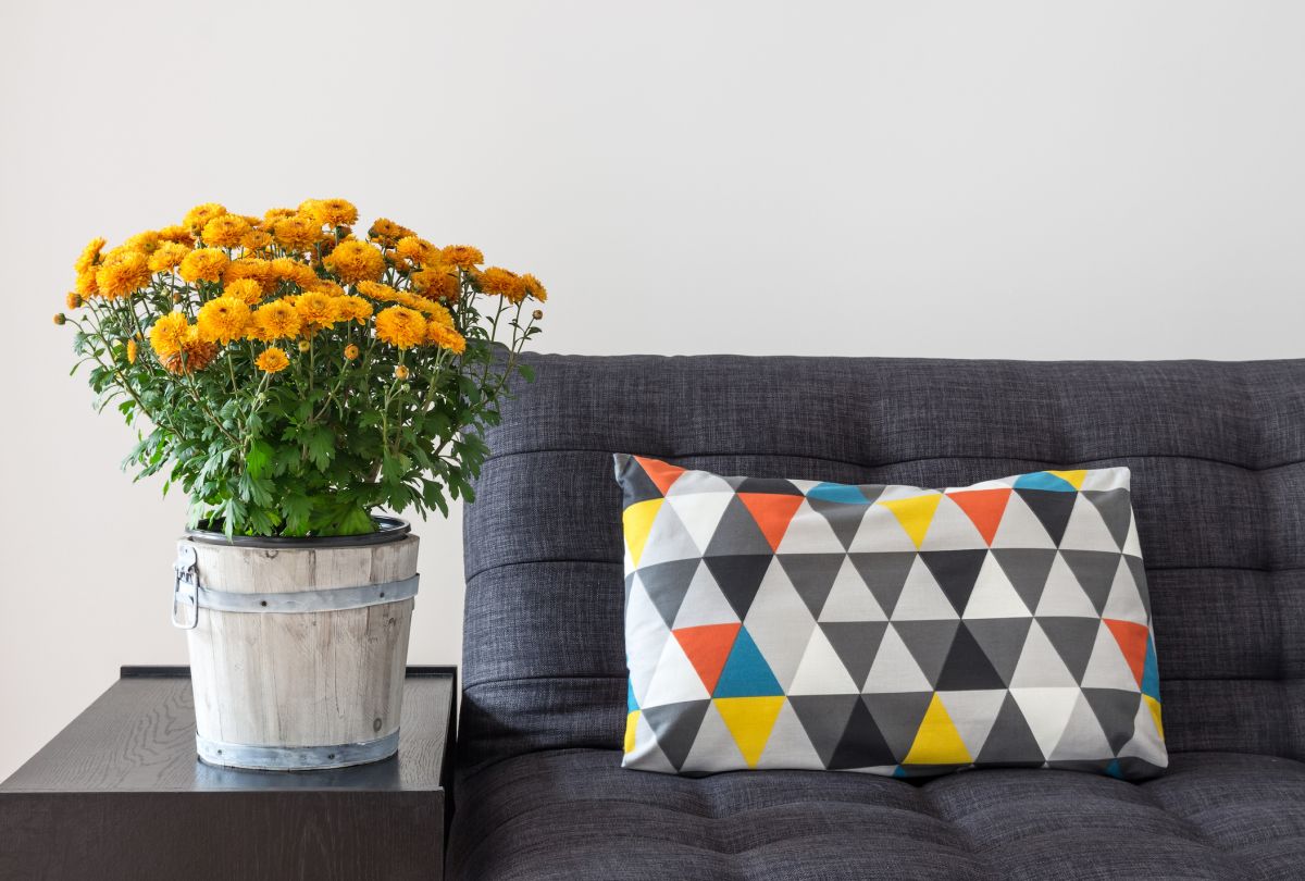 Color and Clean Air with the Chrysanthemum Morifolium