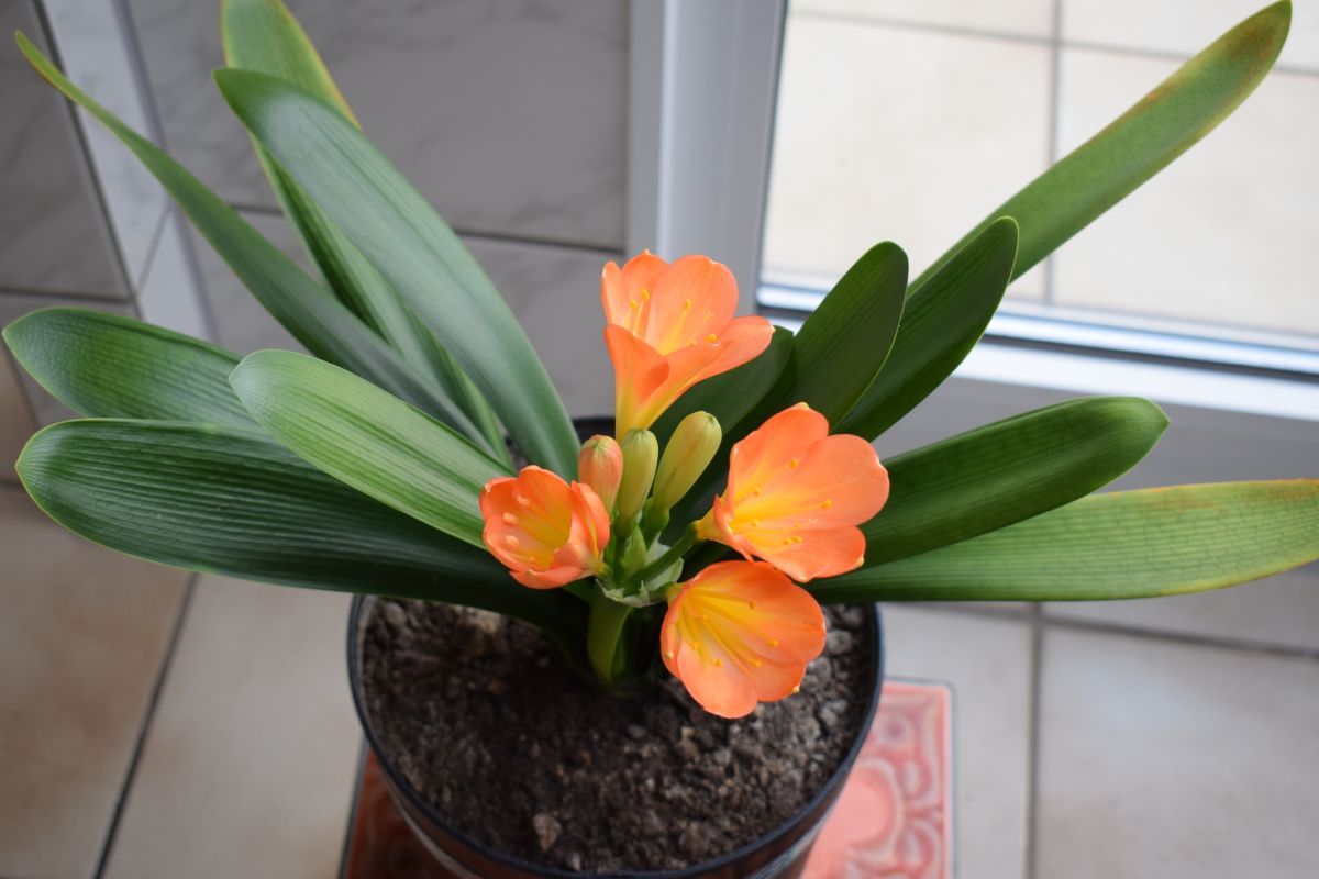 Add A Prized Clivia Plant to Your Collection
