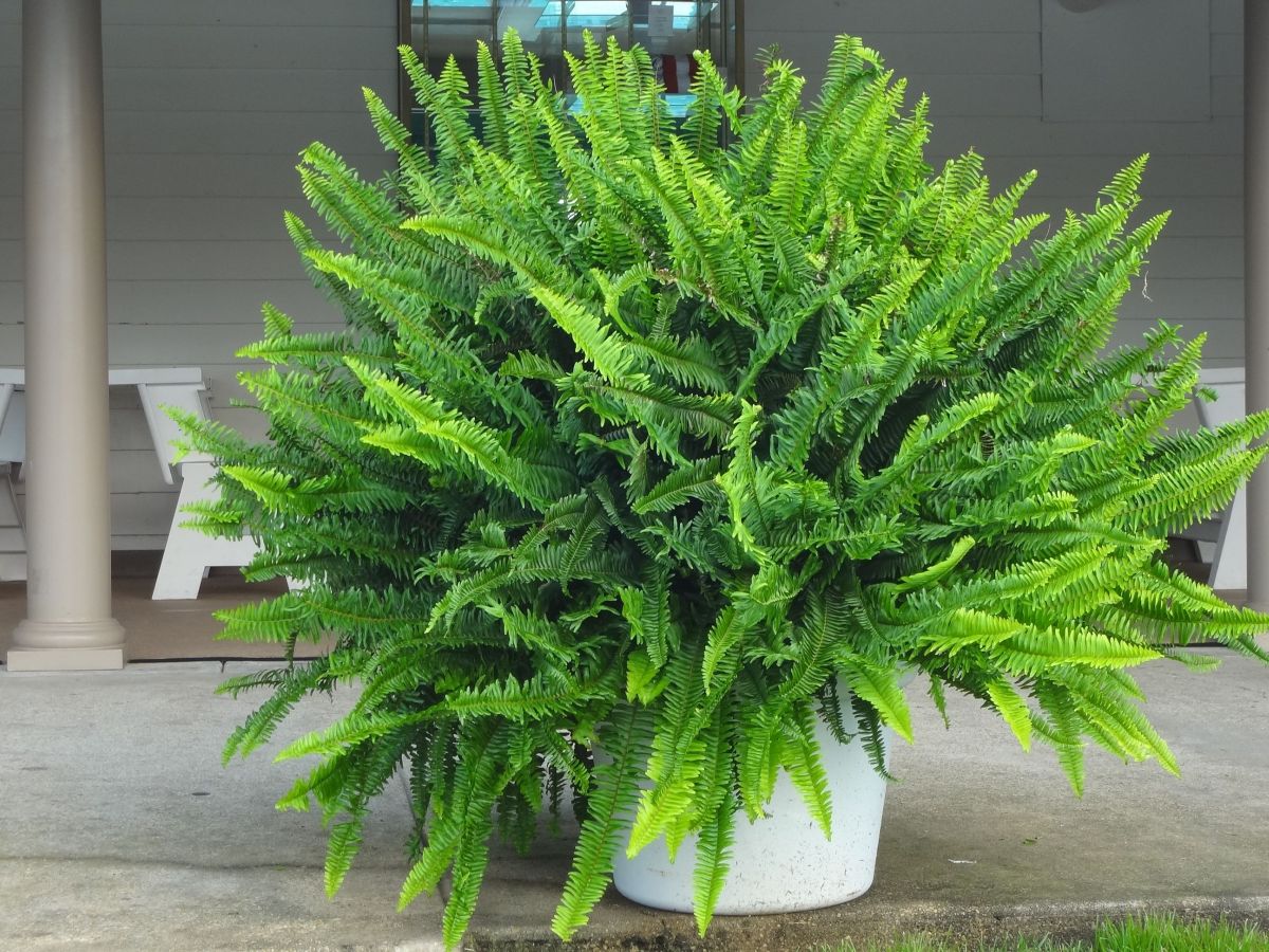 Grow a Bushy and Beautiful Kimberly Fern