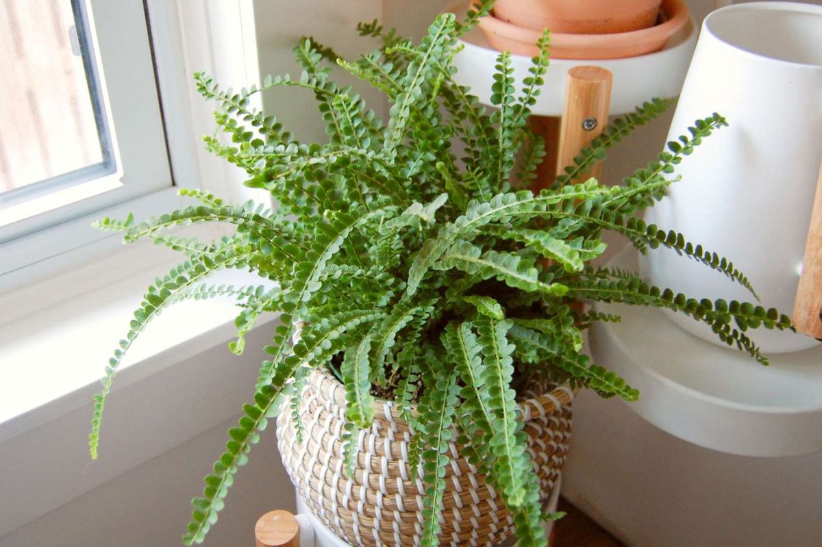 Grow the Fresh and Classic Lemon Button Fern