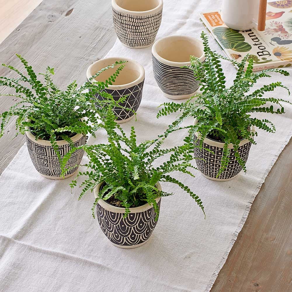 Pruning Your Button Fern