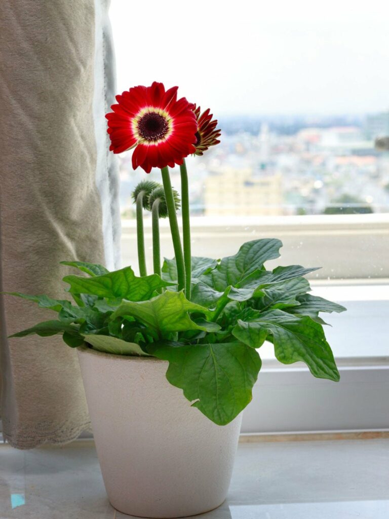 Bring Your Gerbera Daisies Inside