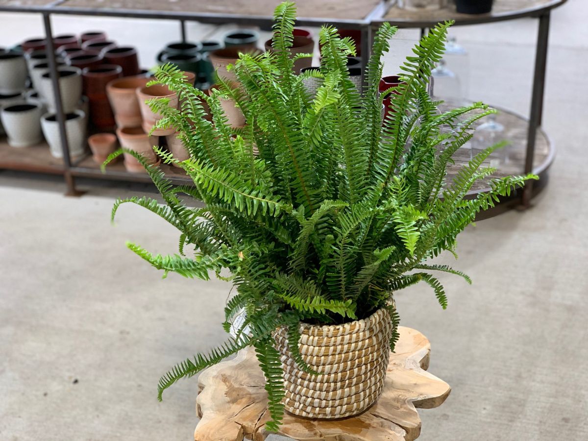 Pruning the Kimberly Fern