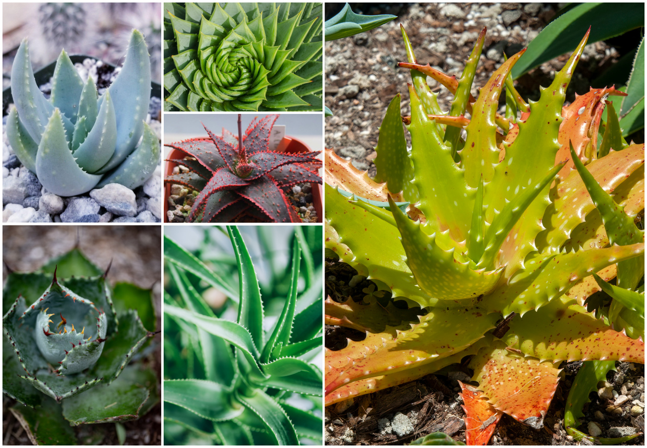 21 Exciting Aloe Types for Growing Indoors