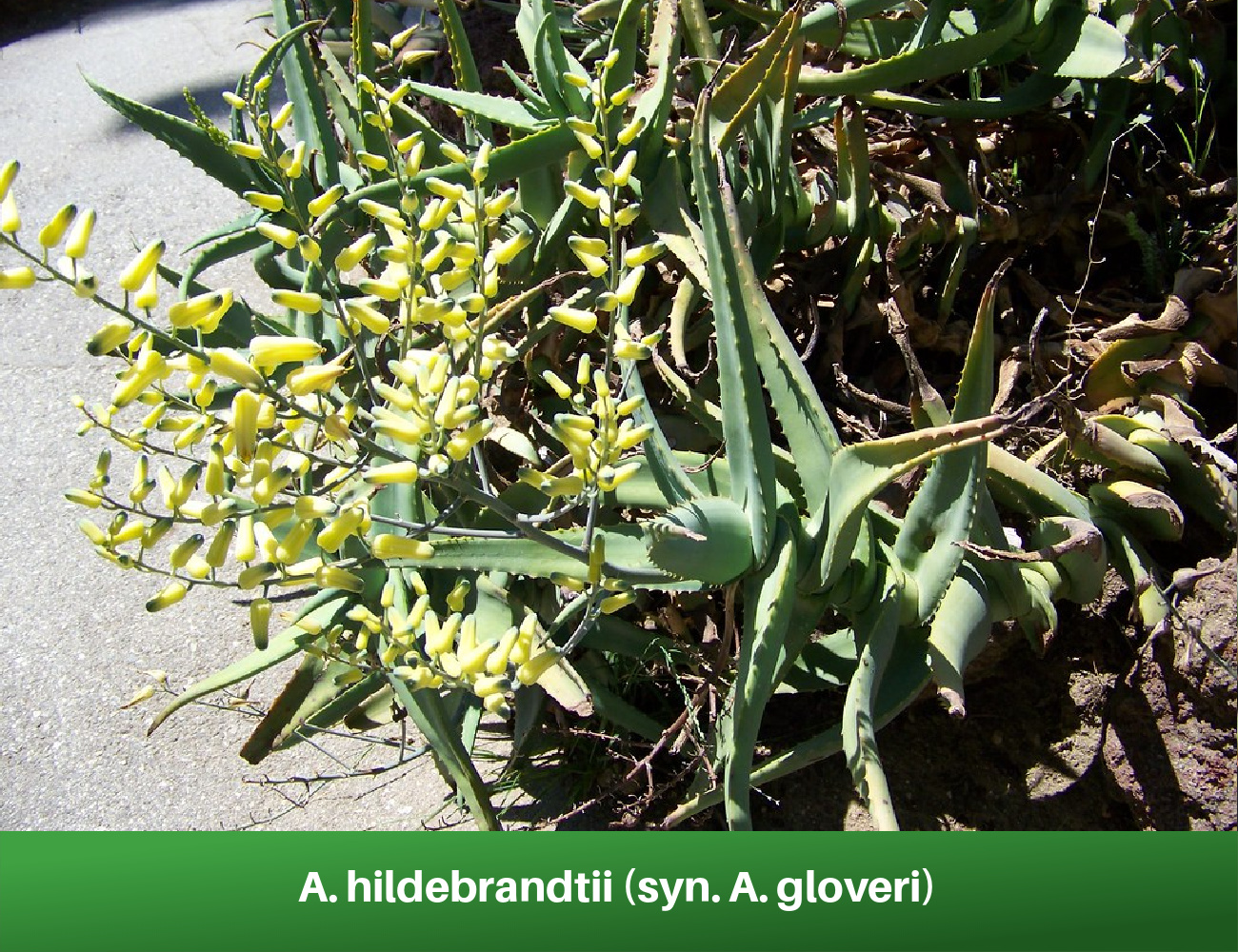 A. hildebrandtii (syn. A. gloveri) (1)