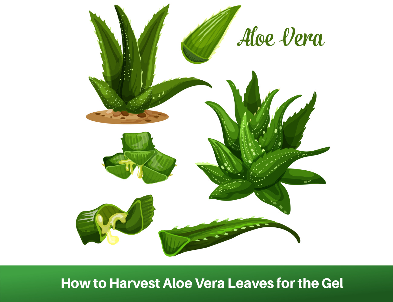 How to Harvest Aloe Vera Leaves for the Gel