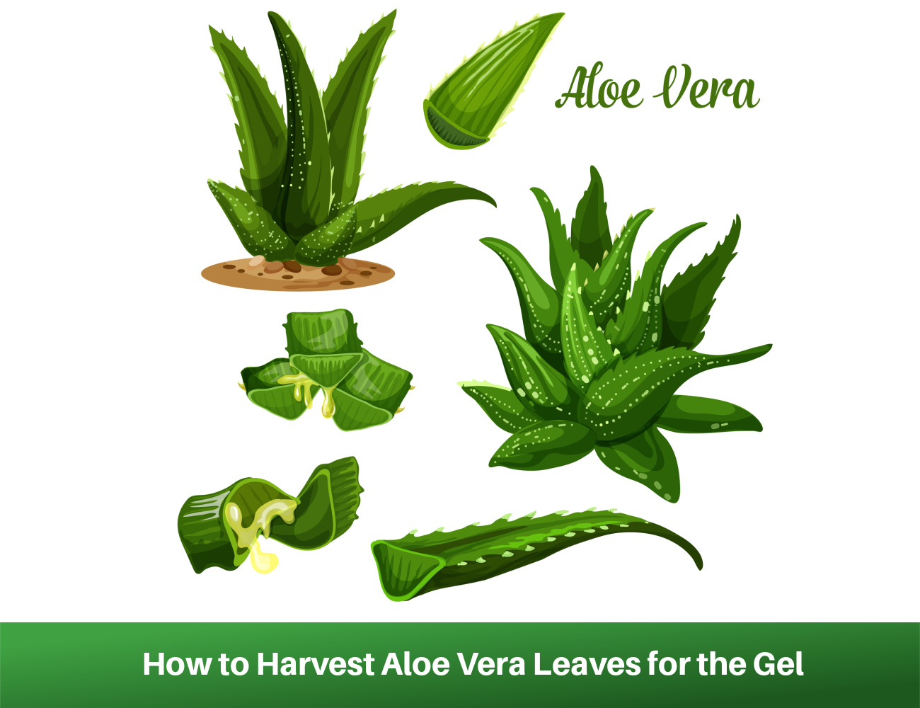 How to harvest & use Aloe vera - Plantura