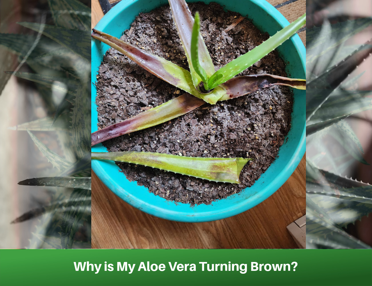 Aloe Vera Turning Brown