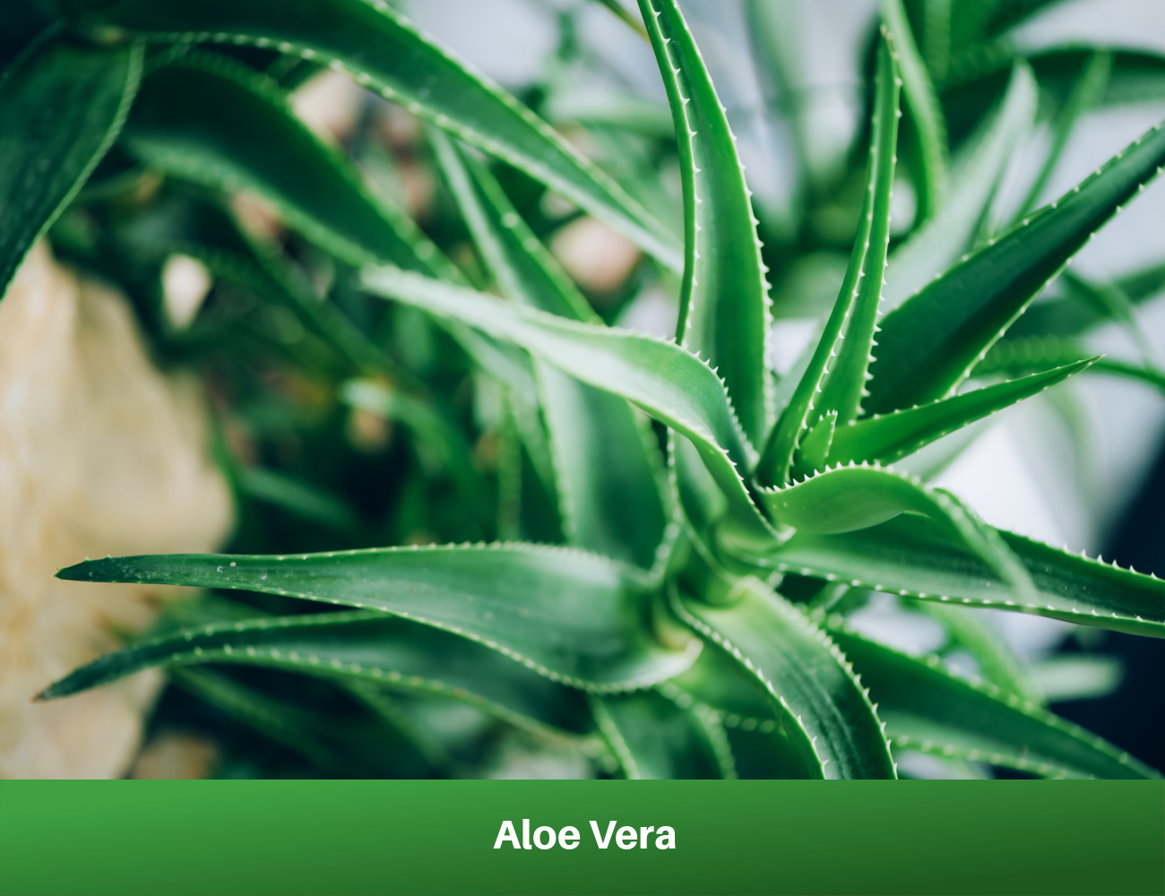 _Aloe Vera