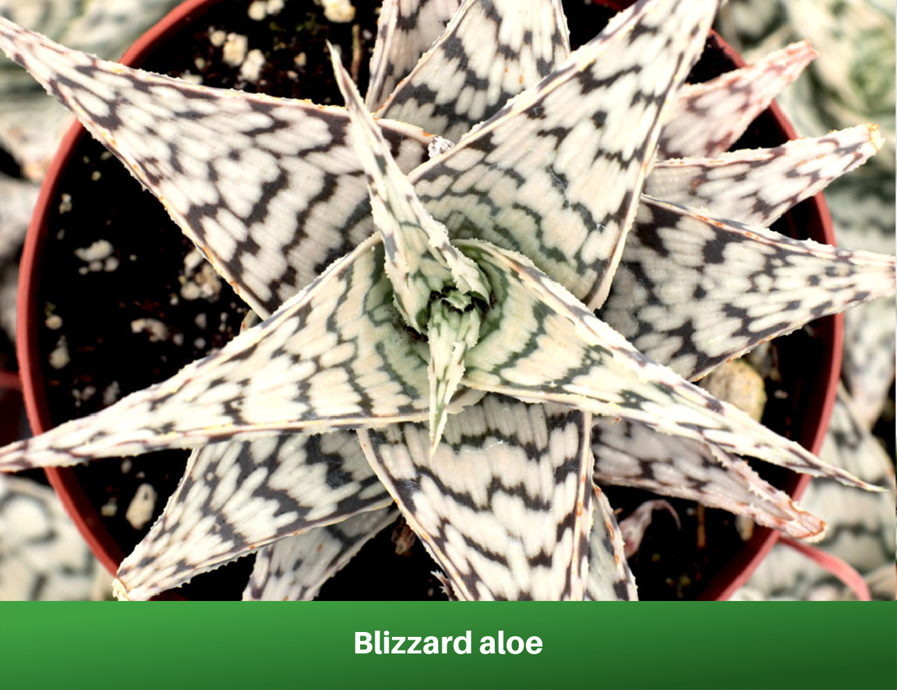 Blizzard aloe