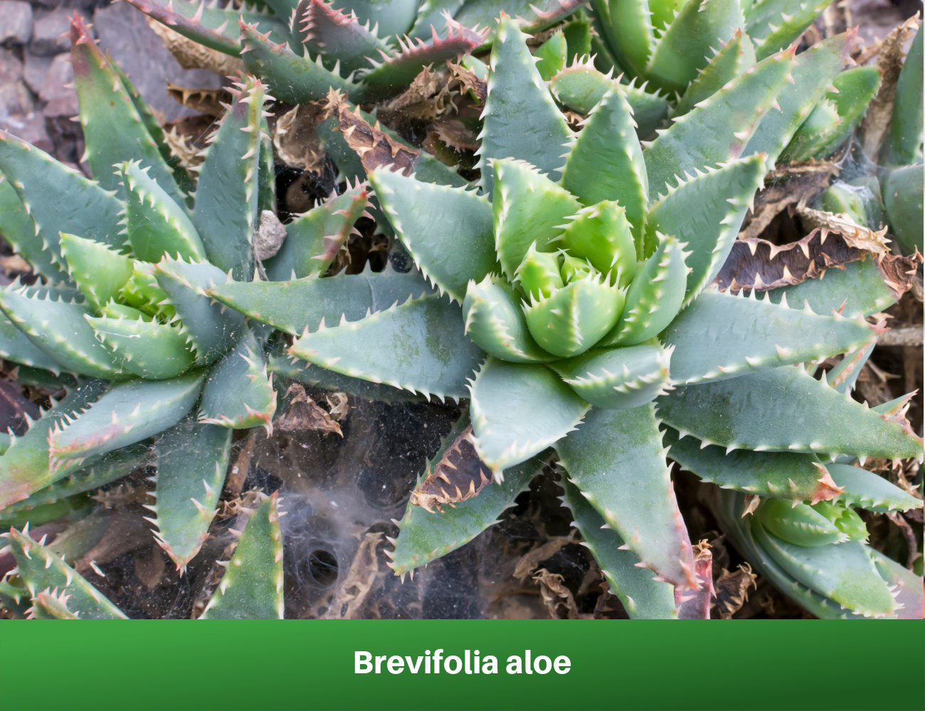 Brevifolia aloe