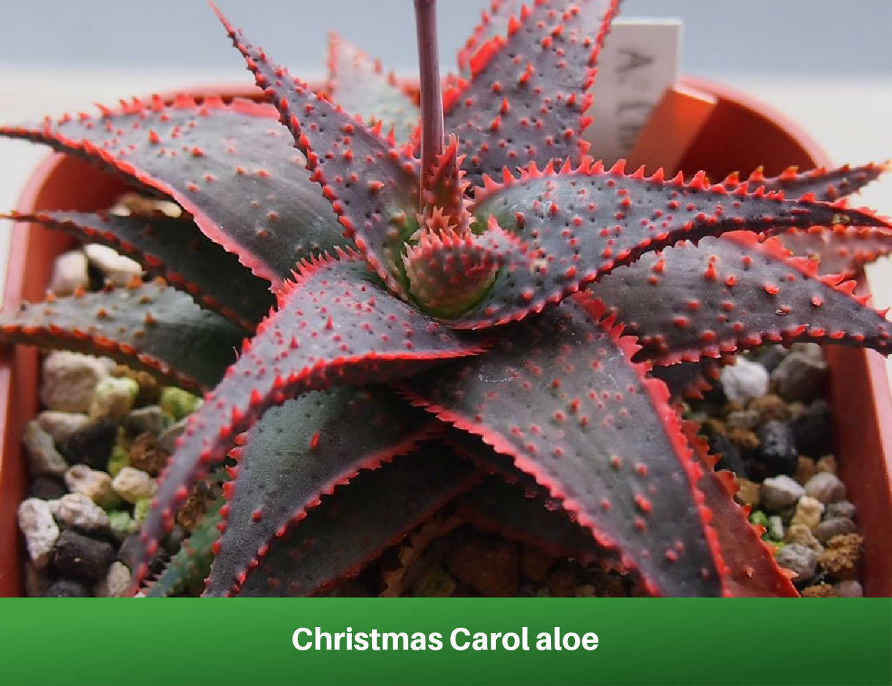 Christmas Carol aloe