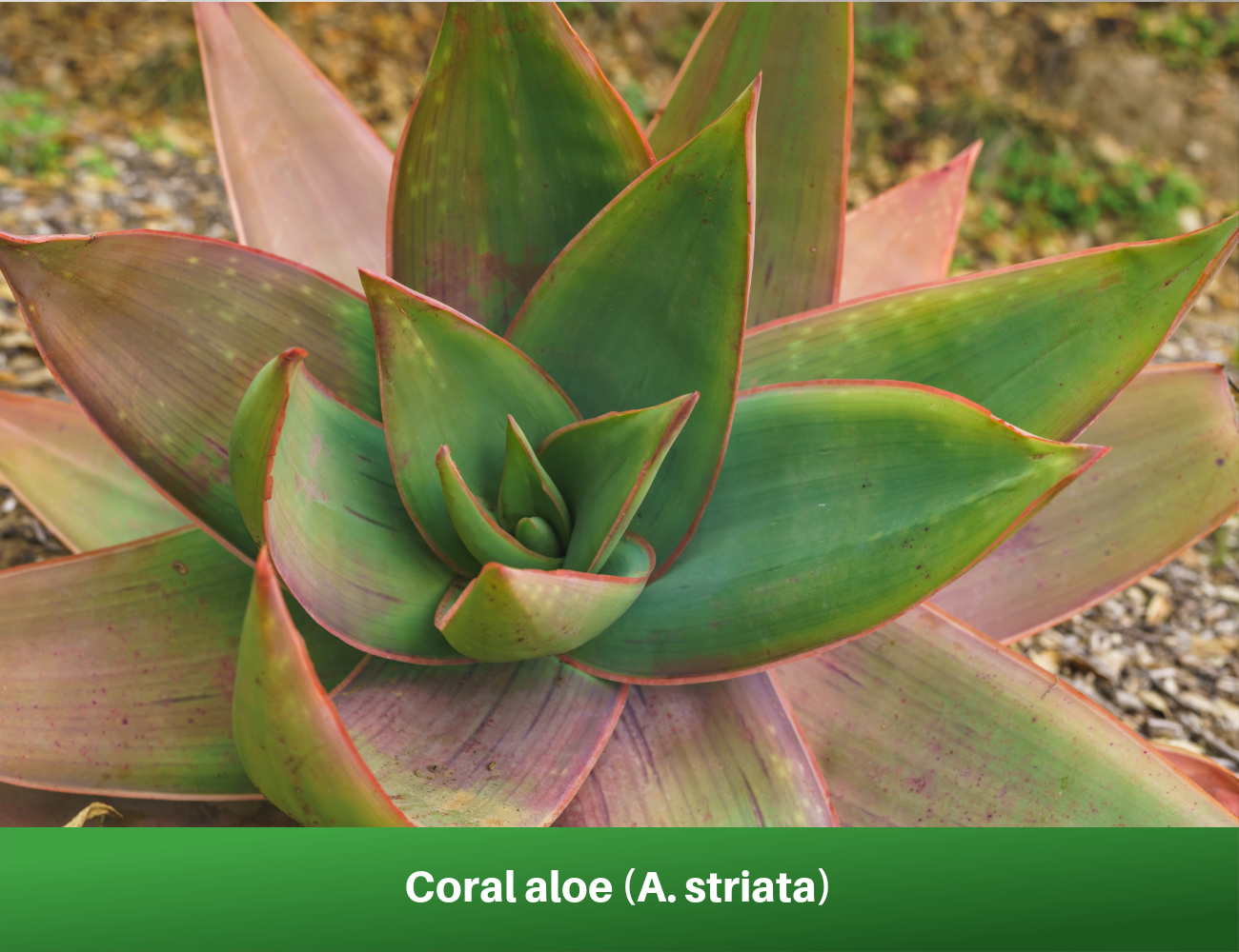 Coral aloe (A. striata)