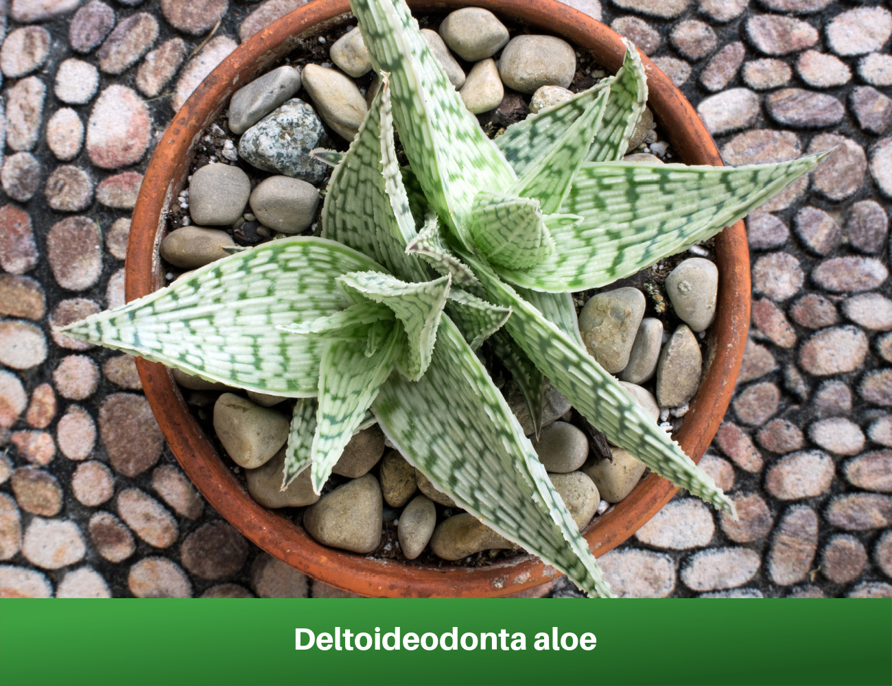 Deltoideodonta aloe