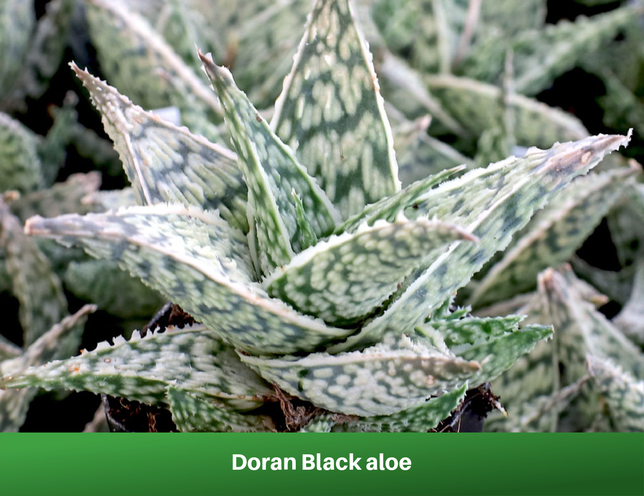 Doran Black aloe