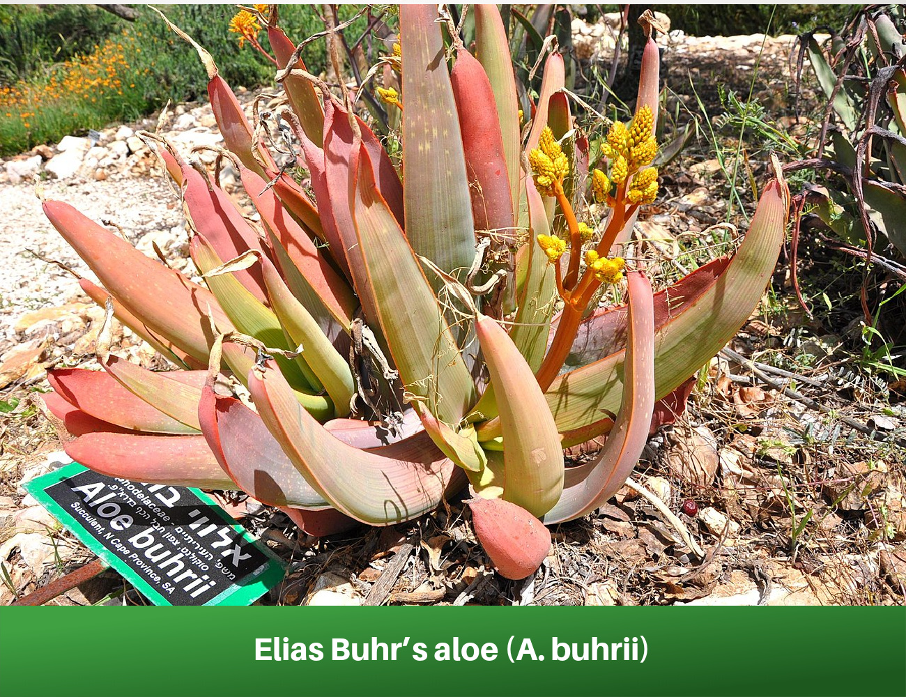 Elias Buhr’s aloe (A. buhrii)