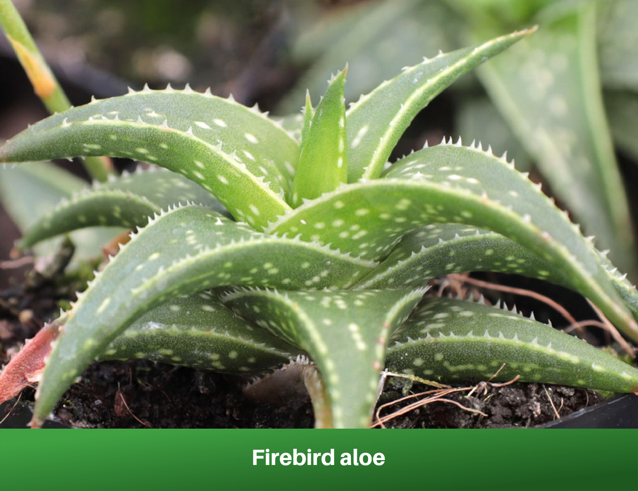 Firebird aloe