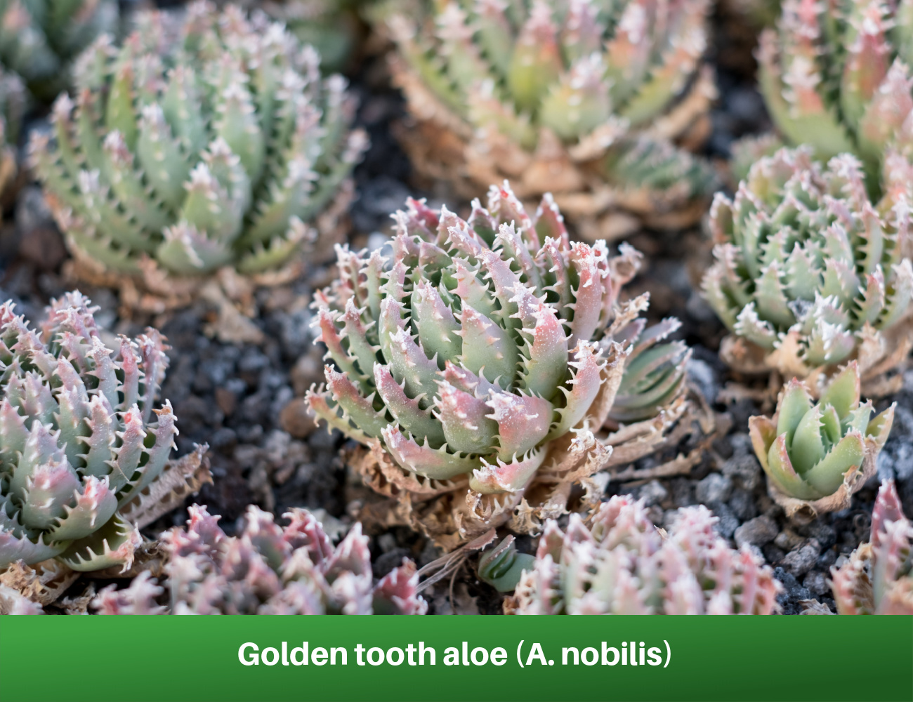 Golden tooth aloe (A. nobilis)