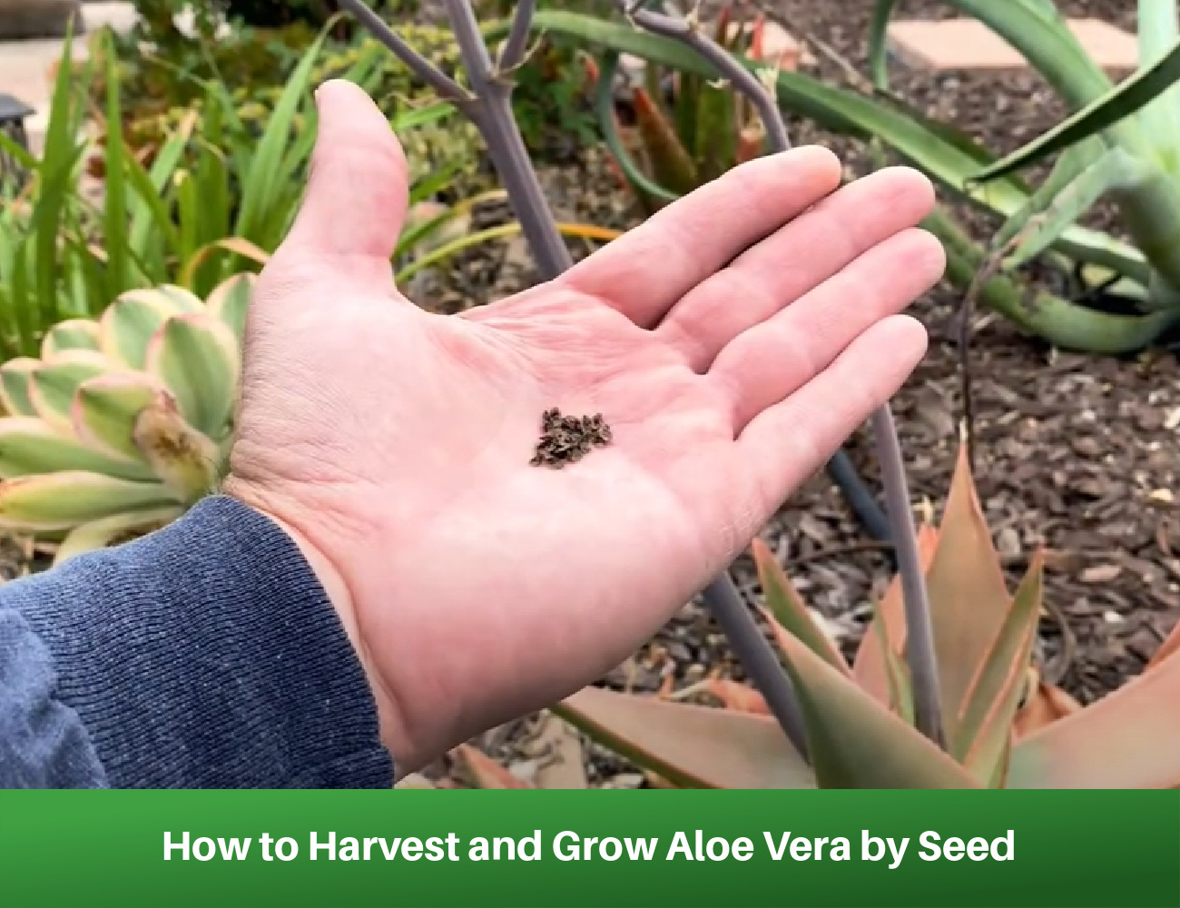 Harvest and Grow Aloe Vera by Seed