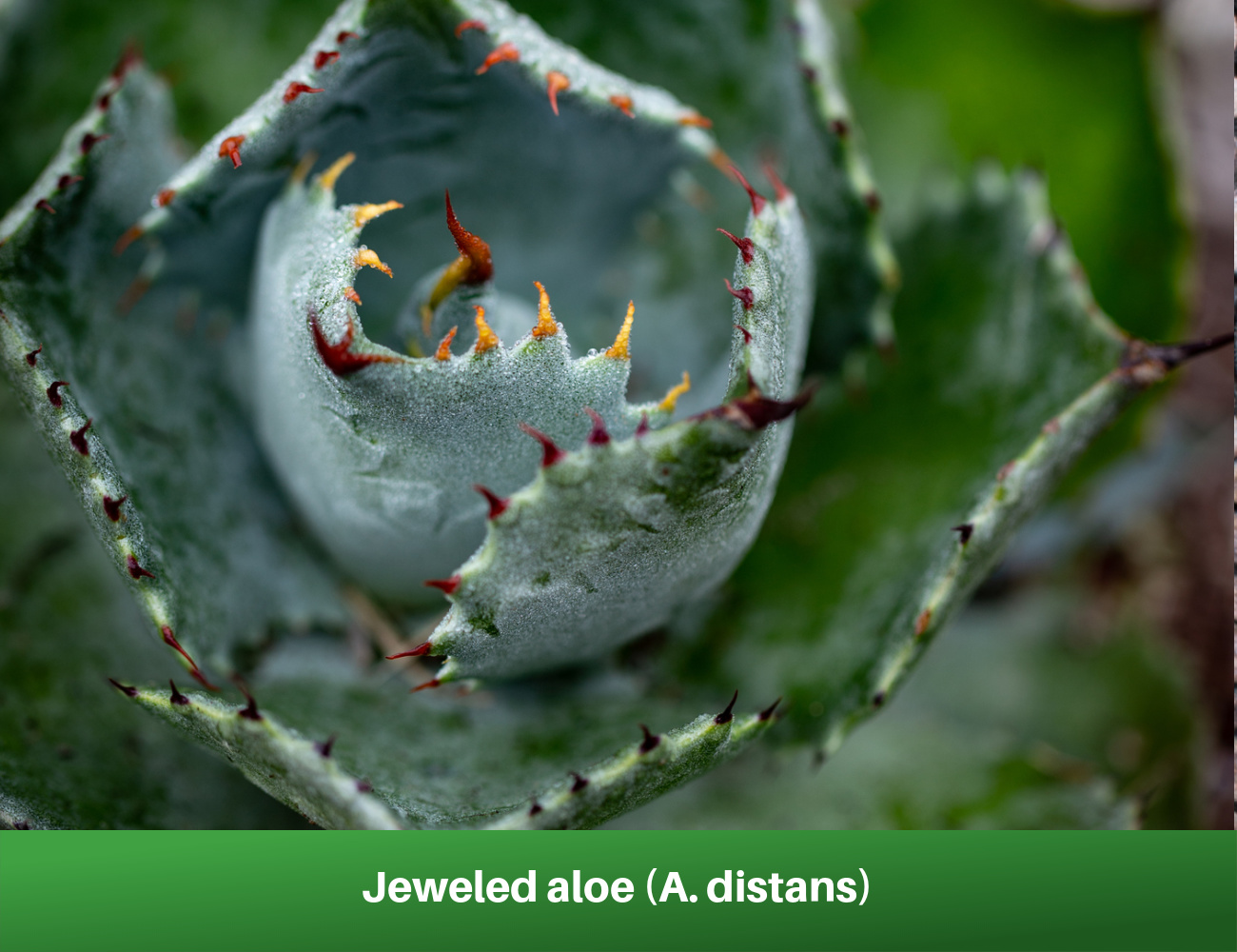 Jeweled aloe (A. distans)
