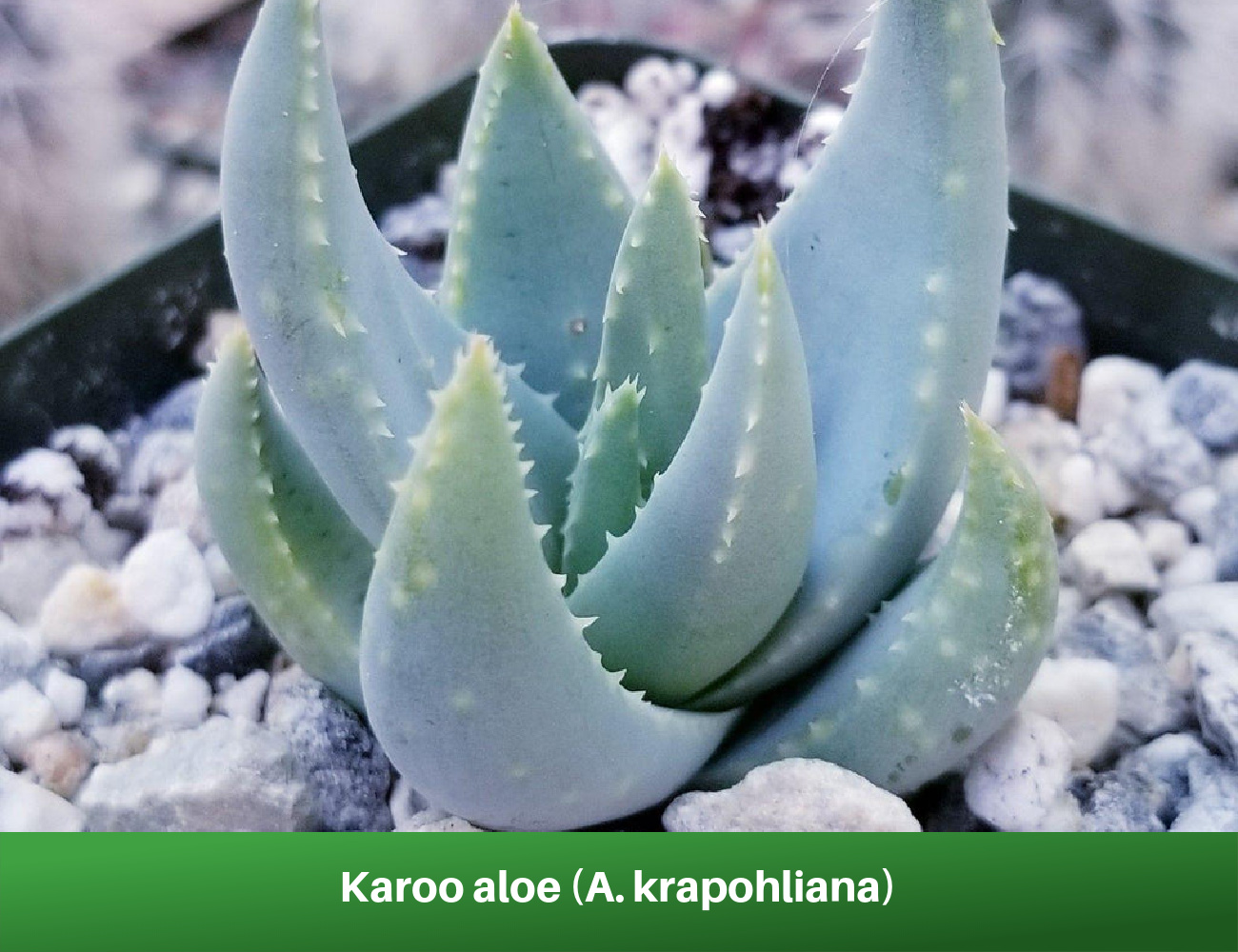 Karoo aloe (A. krapohliana)