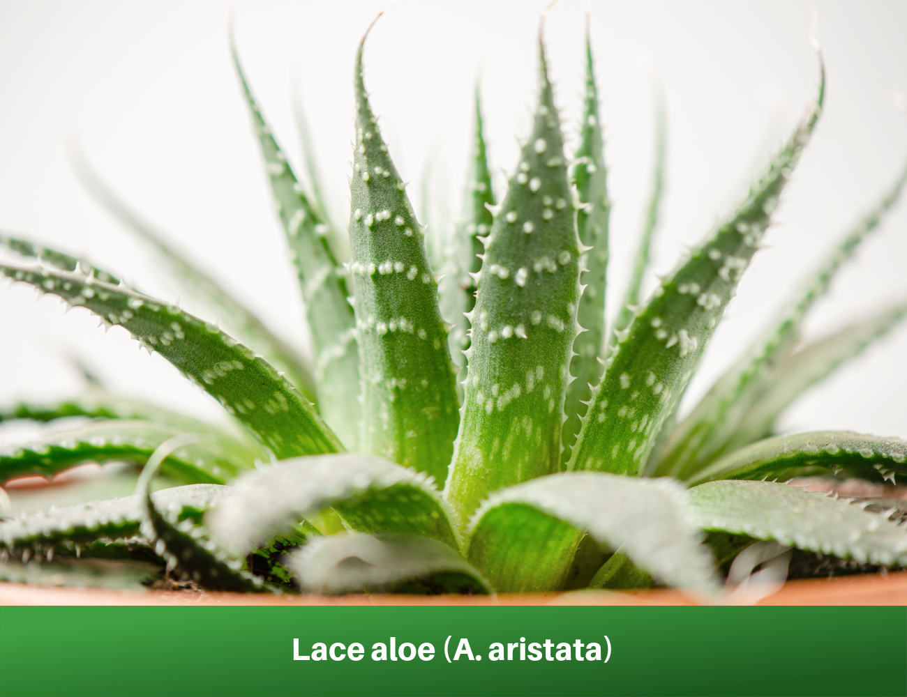 Lace aloe (A. aristata)