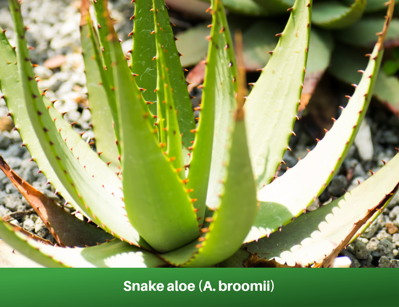 Snake aloe (A. broomii)