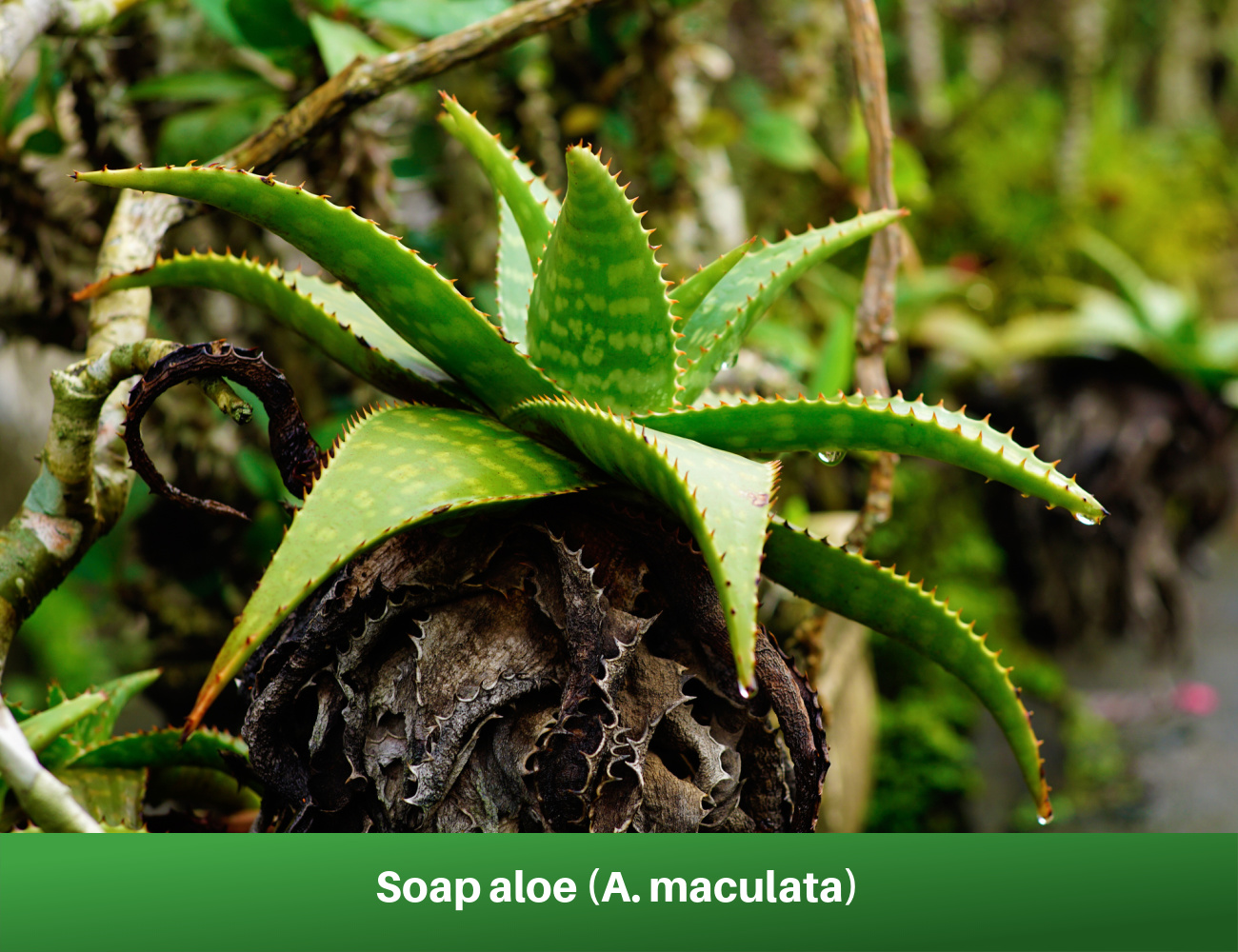 Soap aloe (A. maculata)