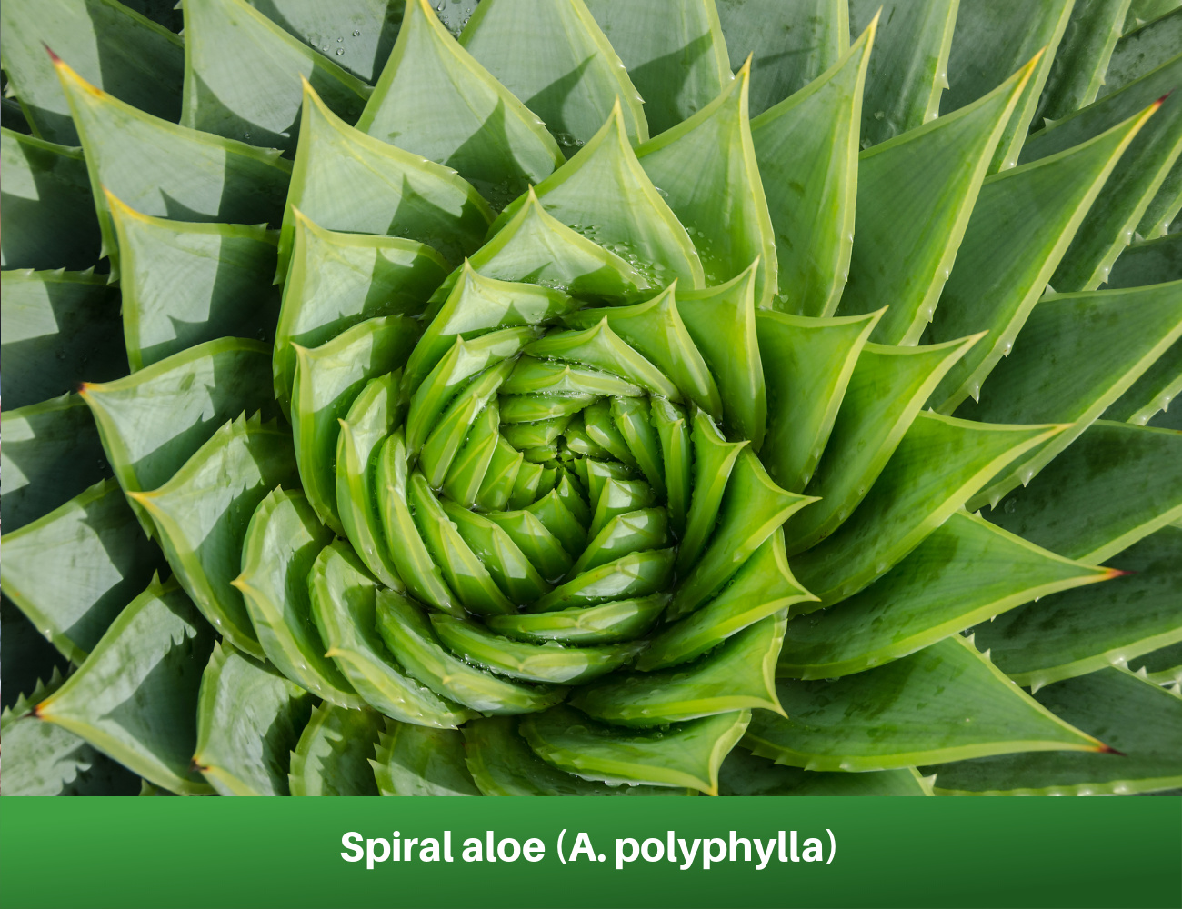 Spiral aloe (A. polyphylla)
