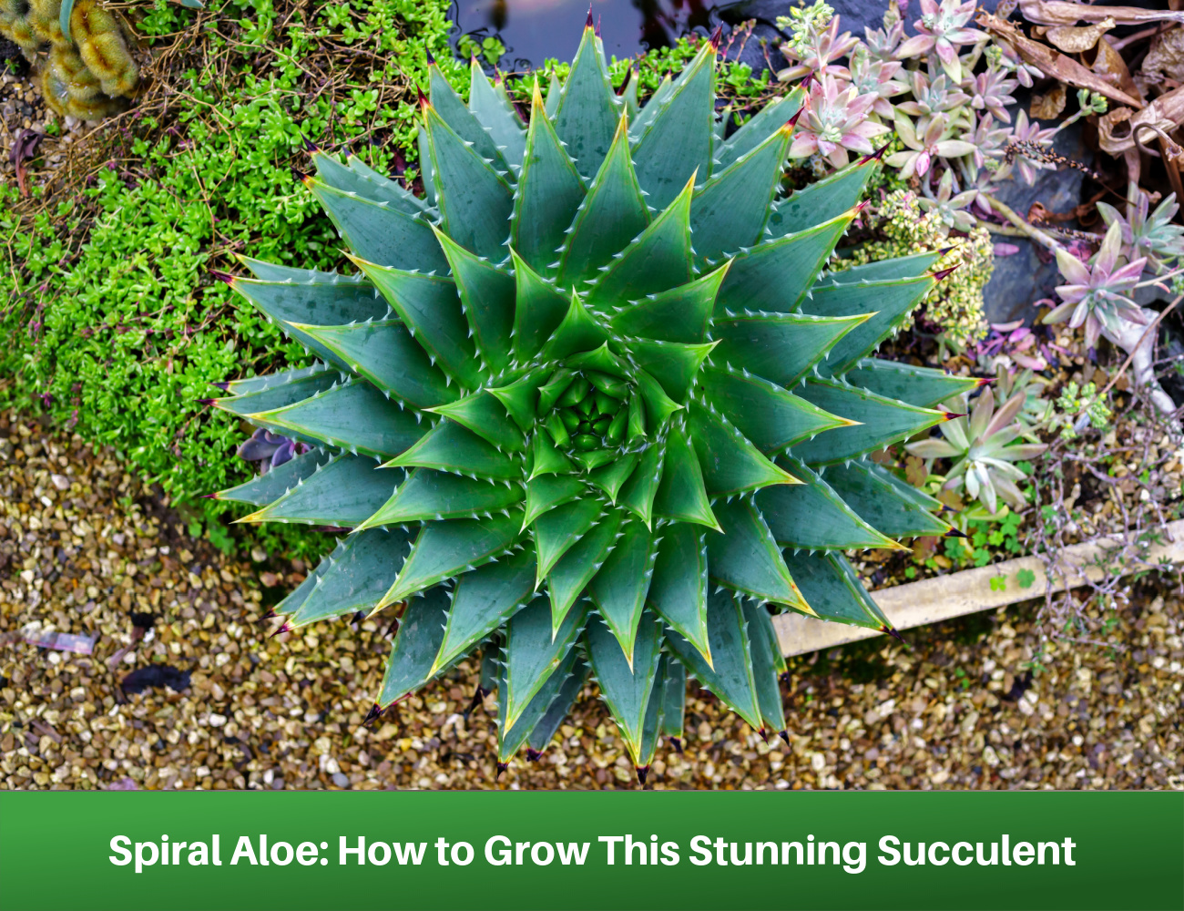 Spiral aloe Aloe polyphylla