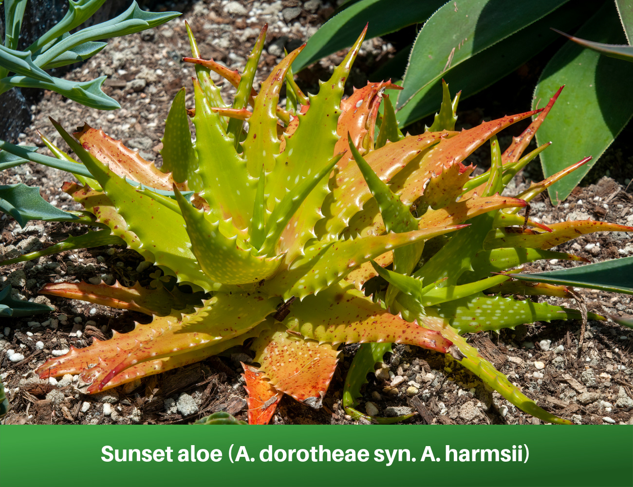 Sunset aloe (A. dorotheae syn. A. harmsii)