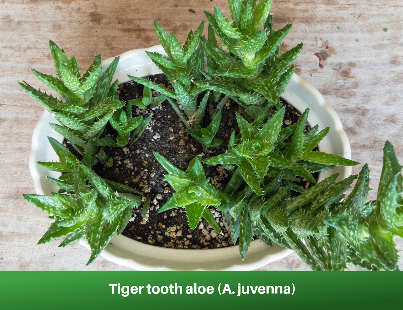 _Tiger tooth aloe (A. juvenna)