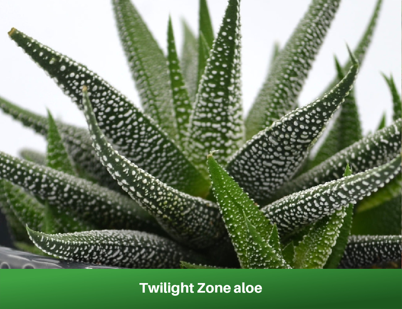 Twilight Zone aloe