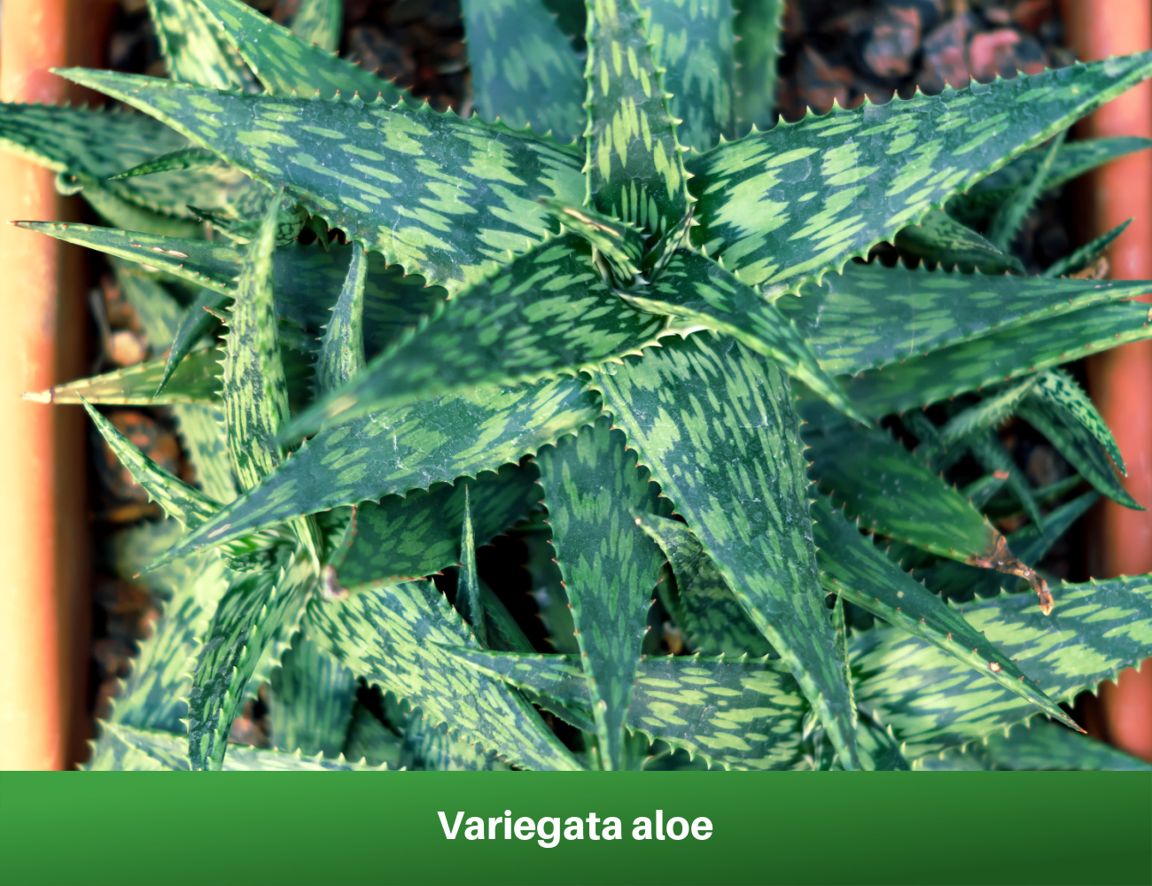 Variegata aloe